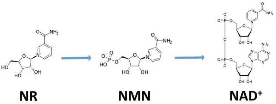 NMN的抗衰老权威毋庸置疑